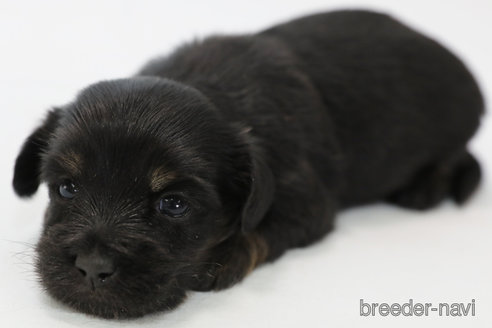 成約済の神奈川県のマルックス:マルチーズ×ミニチュアダックスフンド-300288の5枚目